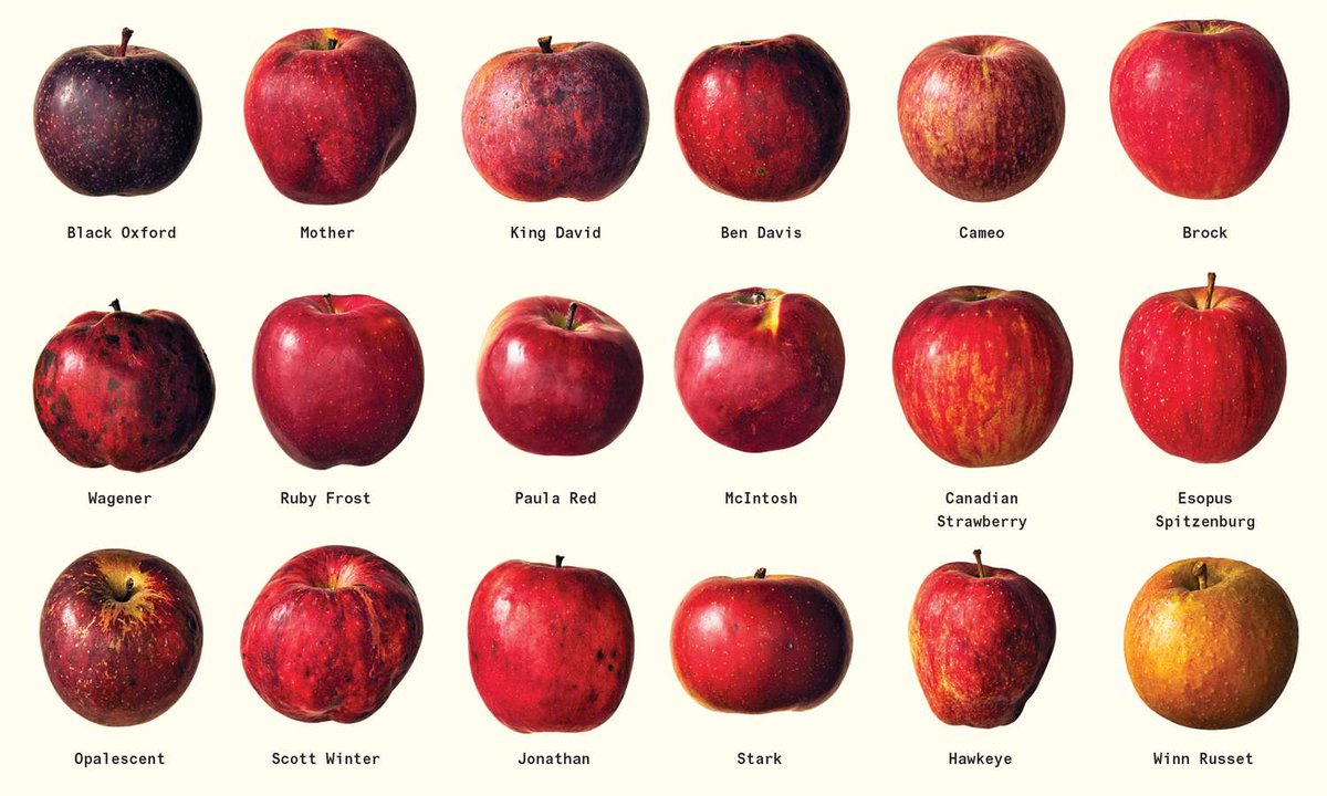 Infographics of apple breeds read like shitposts