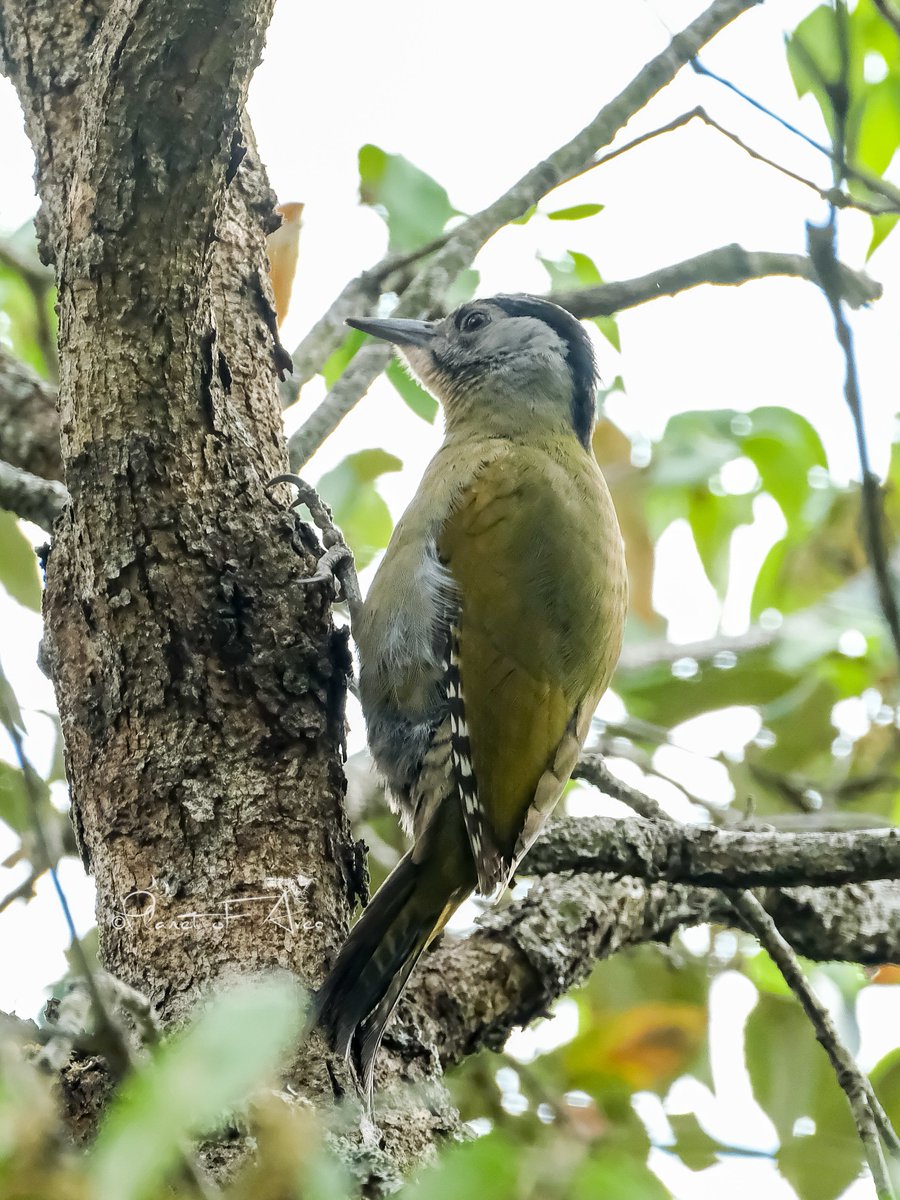 #Woodpecker #Bonanza..😀 I got 3 most common woodpeckers at #sattal. Pic1- Lesser Yellownape Pic2- Brown-fronted woodpecker Pic3- Grey-headed woodpecker #BBCWildlifePOTD #natgeoindia #ThePhotoHour #BirdsOfTwitter #wildlife #photography #birdphotography #BirdsSeenIn2024 #Birds🐦