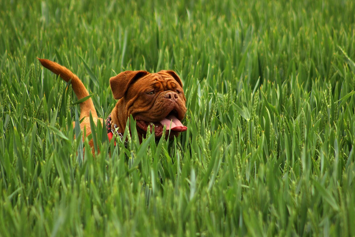 🐾✨ Explore the enchanting world of dogs! 🐶🌟 From super sniffers to diverse breeds and puppy love, they're ancient companions with tail-wagging tales! Let's celebrate the joy they bring every day! 🎉🐾
#FurryFriendsForever #TailWaggingTales #pupfacts #HappyPuppy #Pawsome #Paws