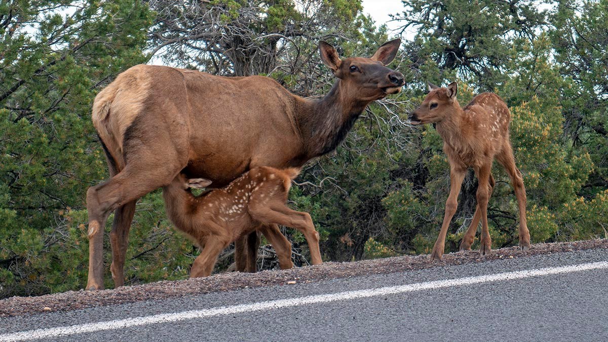 GrandCanyonNPS's tweet photo. You don't know the calf of it!

Being a mother is hard, regardless of your species. At the South Rim, elk mothers are particularly protective this time of year as calves are being born. These moms have been known to charge people & cars to protect their babies.

If you see any elk on your visit, or what looks like a large deer, make sure to give them lots of space and do not go near them. The best relationship with wildlife is a long-distance relationship.

For more tips on how to give wildlife space, visit our website:  https://t.co/EGbITXFWII (1409)