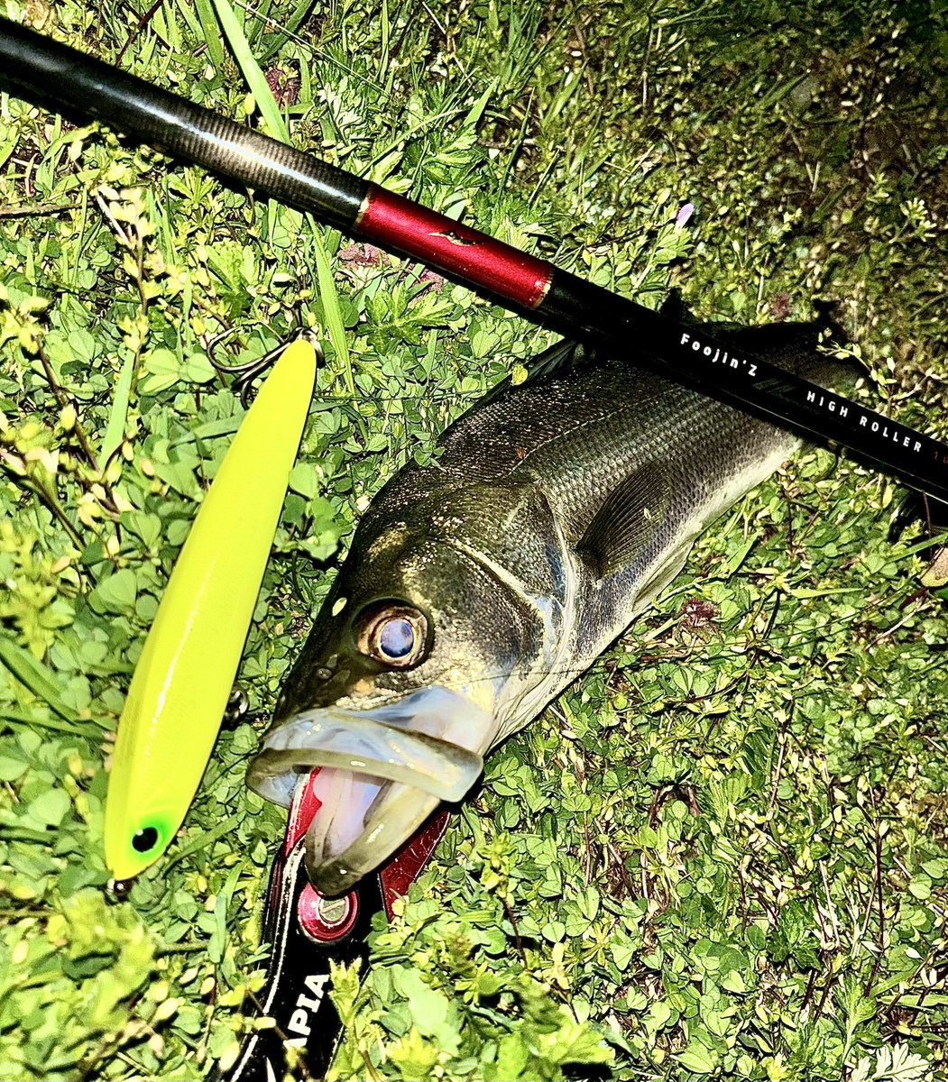 toshizou0036's tweet image. お久しぶりのブログです🐟
初めての◯◯。

【fimoブログ】
△ fimosw.com/u/toshi0317/nc…

#fimo #fimoフィールドモニター 
#legare #apia