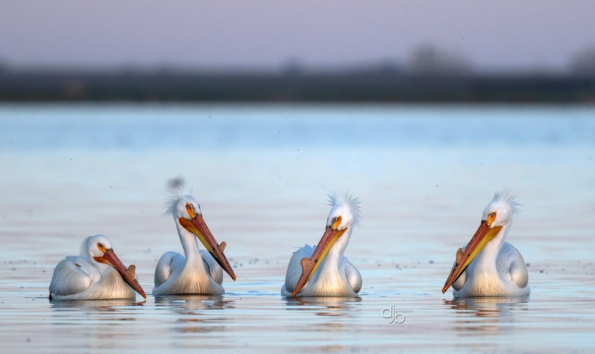 These American White Pelicans were slowly coming towards me as it wait to the golden hour. 
I was visiting a lake in Alberta where they have lots of them. #TwitterNaturePhotography #BirdsOfTwitter #NaturePhotography #birdwatching