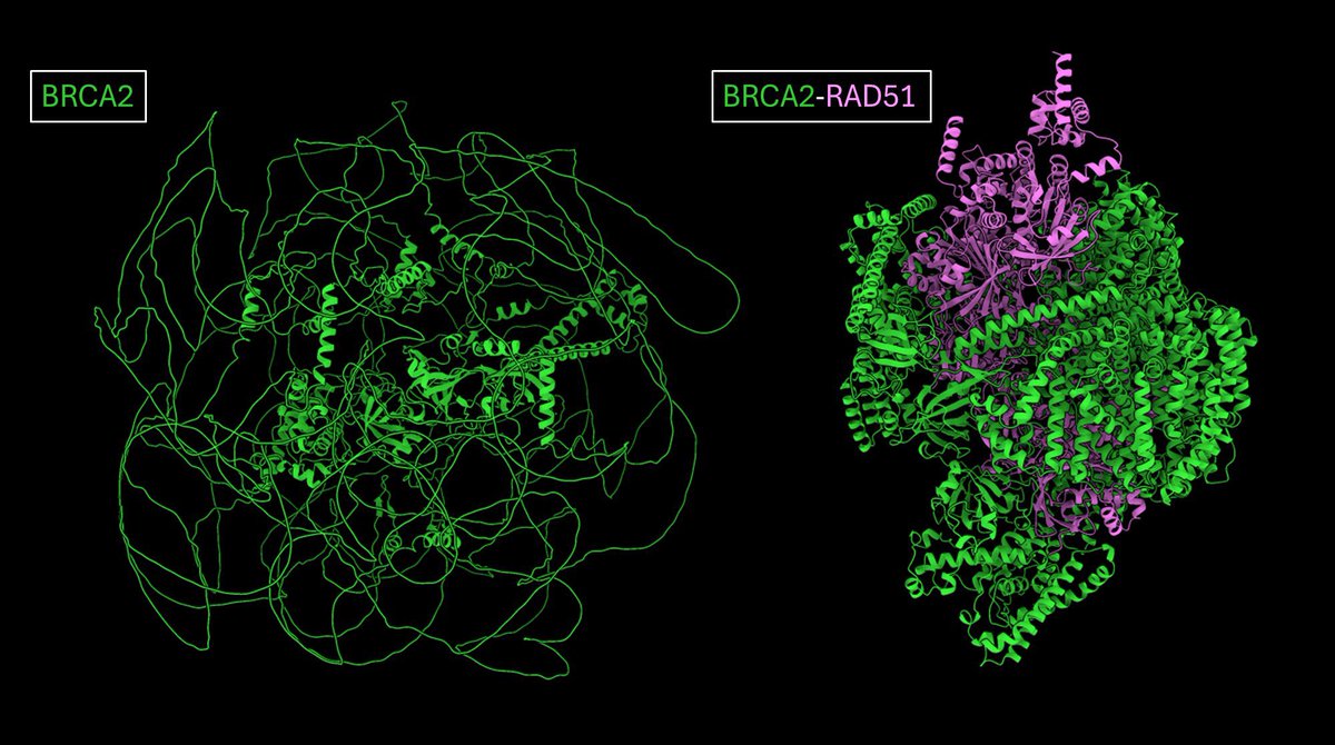 IA PARA O BEM!!!

Para quem não sabe uma das maiores aplicações de IA atualmente é na resolução das complexas estruturas de proteínas, nesse caso a AlphaFold3 prevê uma proteína BRCA2 ordenada na presença do filamento Rad51. Todos os 3391 aminoácidos dobraram-se em uma estrutura