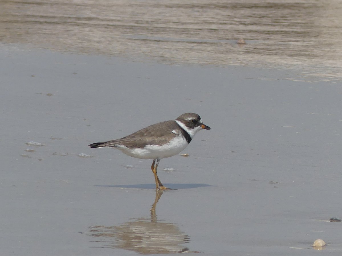 a semipalmated plover at surfside beach