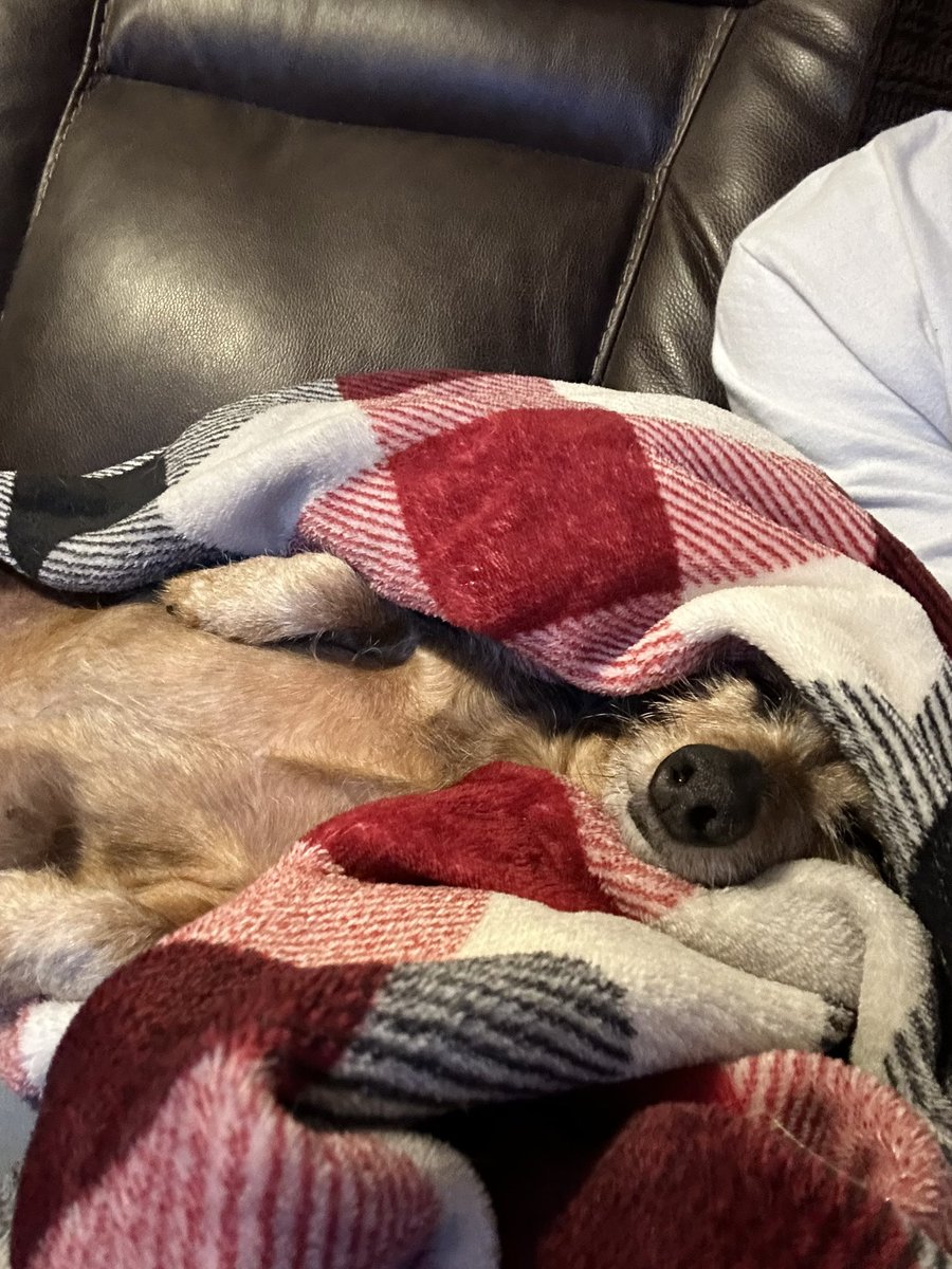 Lo_Files's tweet image. Always vibin 🐶