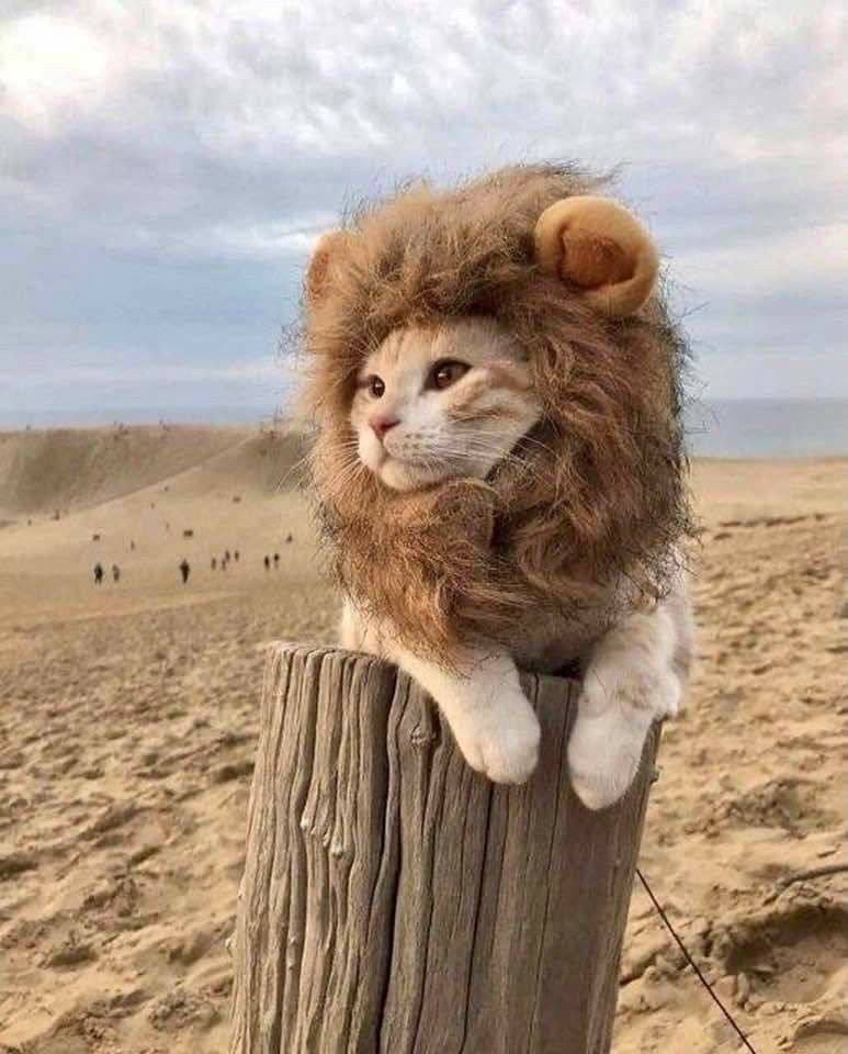 <a href="/Banks/">Banks</a> <a href="/nubreply/">nub</a> <a href="/Nadeshot/">100T Nadeshot</a> <a href="/100Thieves/">100 Thieves</a> <a href="/GhostGamer/">GHOST® GAMER</a> What abt $LICHI

its to cute