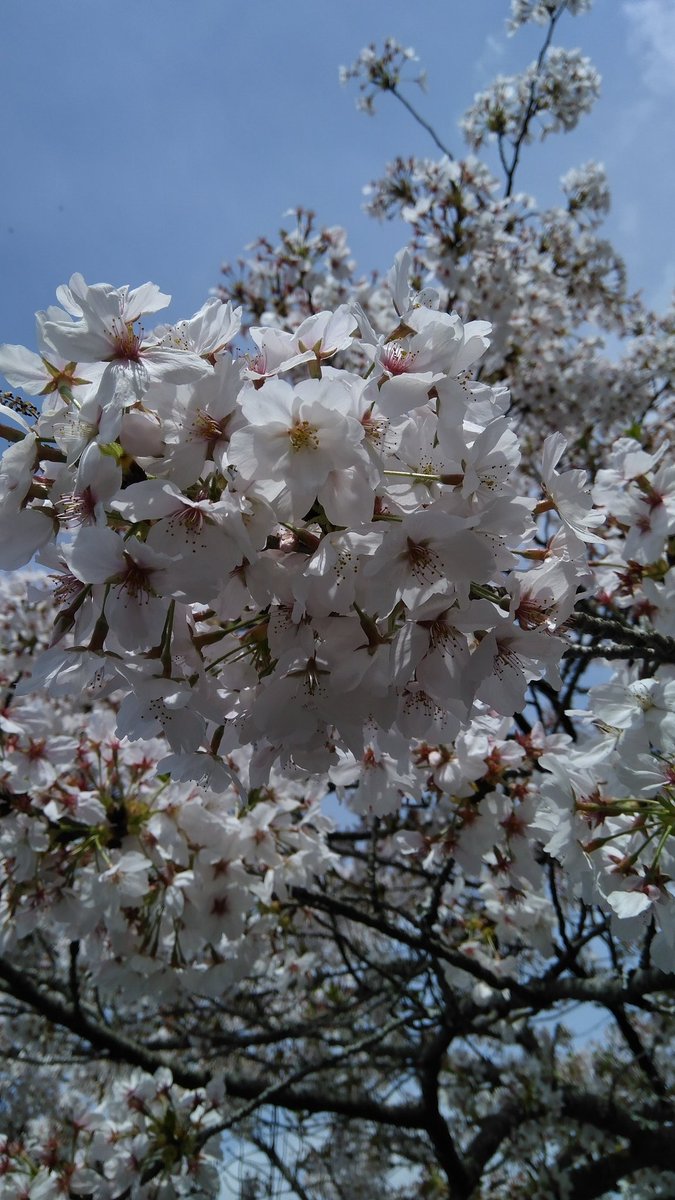 鼻詰まりってなんだっけ❓
そう思えるほど名所の桜はいい感じ🌸Vol.２６

ほら見てご覧💗💙𓂃 𓈒𓏸◌
桜がわんさかわんさか〜
甘い香りが降ってきて
君の髪をさらに艷やかに
桜の屋根の下も
瞬く間に幸せがわんさかわんさか〜

急遽😱社用で外出するので
戻ってからご訪問します(｀･ω･´)ゞ
