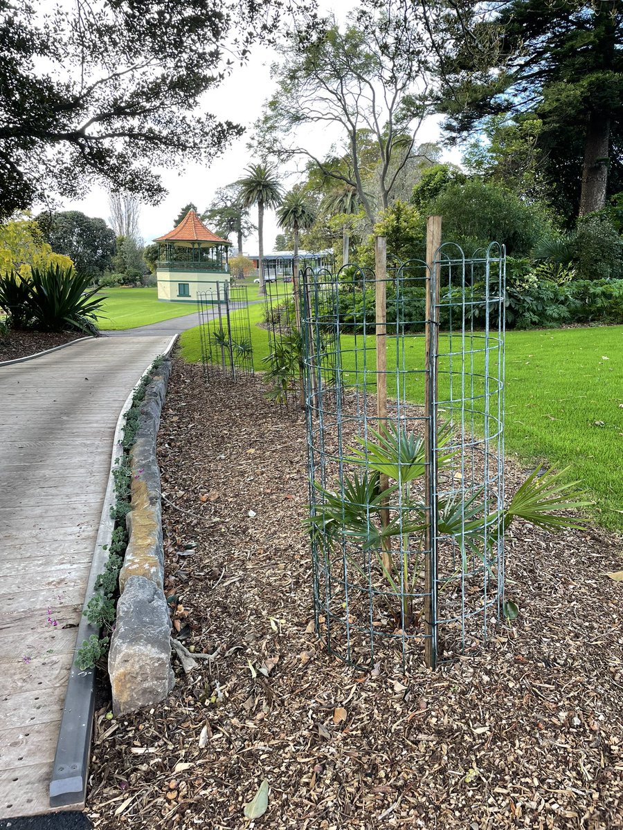 Walk and talk with Friends of WBG and a great opportunity to show off all the teams hard work 👏👏👏
It’s my strategy to take them up the steepest hill first to take the sting out of any questions 🤡🥵
#warrnamboolbotanicgardens #fowbg #walkandtalk