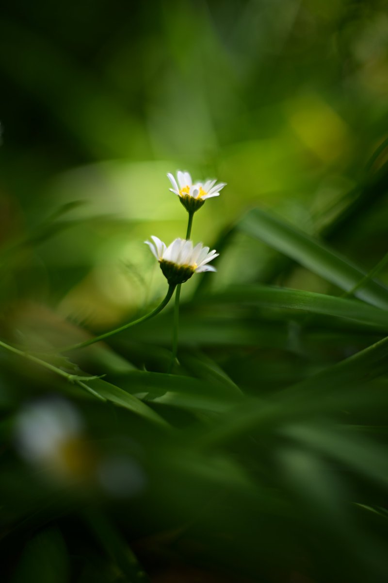 Nikon Zf
MINOLTA MD ROKKOR 50mm F1.4 初期型

#minolta #mdRokkor50f14earlymodel