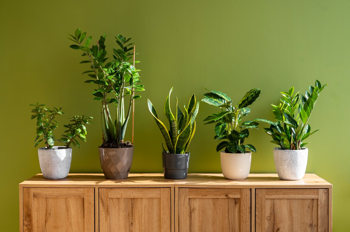 To create an indoor garden, choose your favorite plants...
#indoorplants #bestindoorplants #indoorgardening #indoorgardeningtips #zzplants #moneyplant #snakeplant #orchid #greenleafdiary