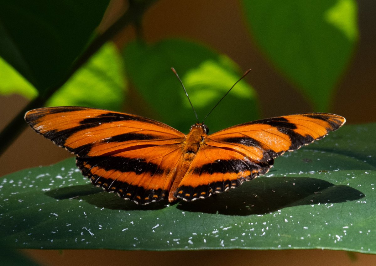 Butterfly for #TitliTuesday 
#IndiAves
