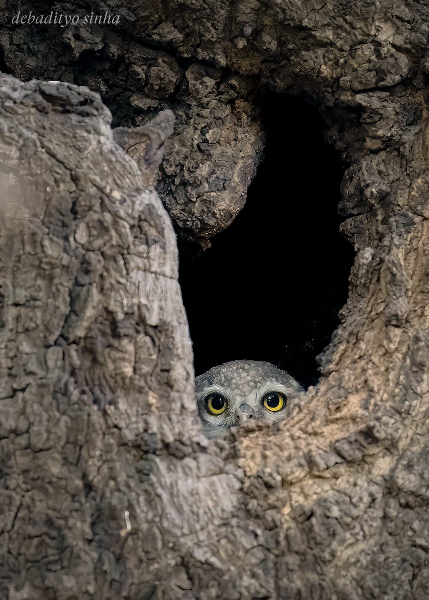 Peek-a-boo! Who’s there?

A Spotted Owlet in it's habitat.

#IndiAves #BirdsSeenIn2024 #ThePhotoHour #TwitterNatureCommunity #Wildlife #Photography #BBCWildlifePOTD #BirdsOfTwitter #birdwatching