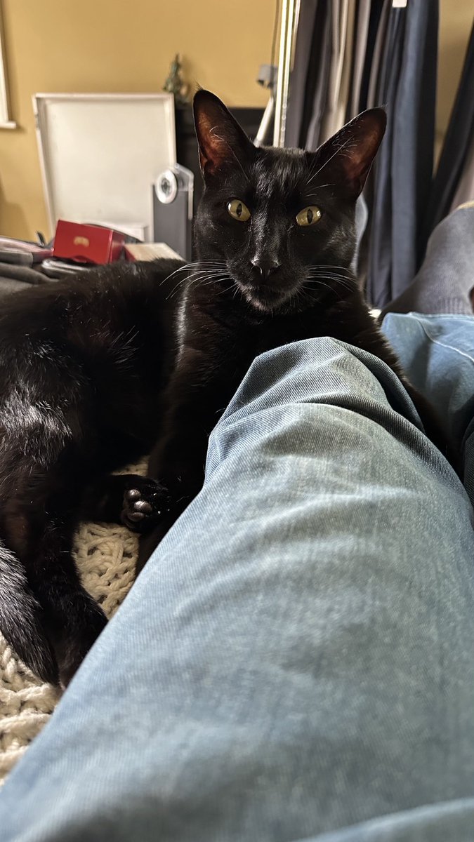 Rolf report 14 May: This is a demonstration of one of my favourite snoozing spots: just below a human’s knee, with my left arm wrapped around the calve & most of the rest of me on the other side. I then use the shin as a pillow. Comfier than it looks! Rolf x