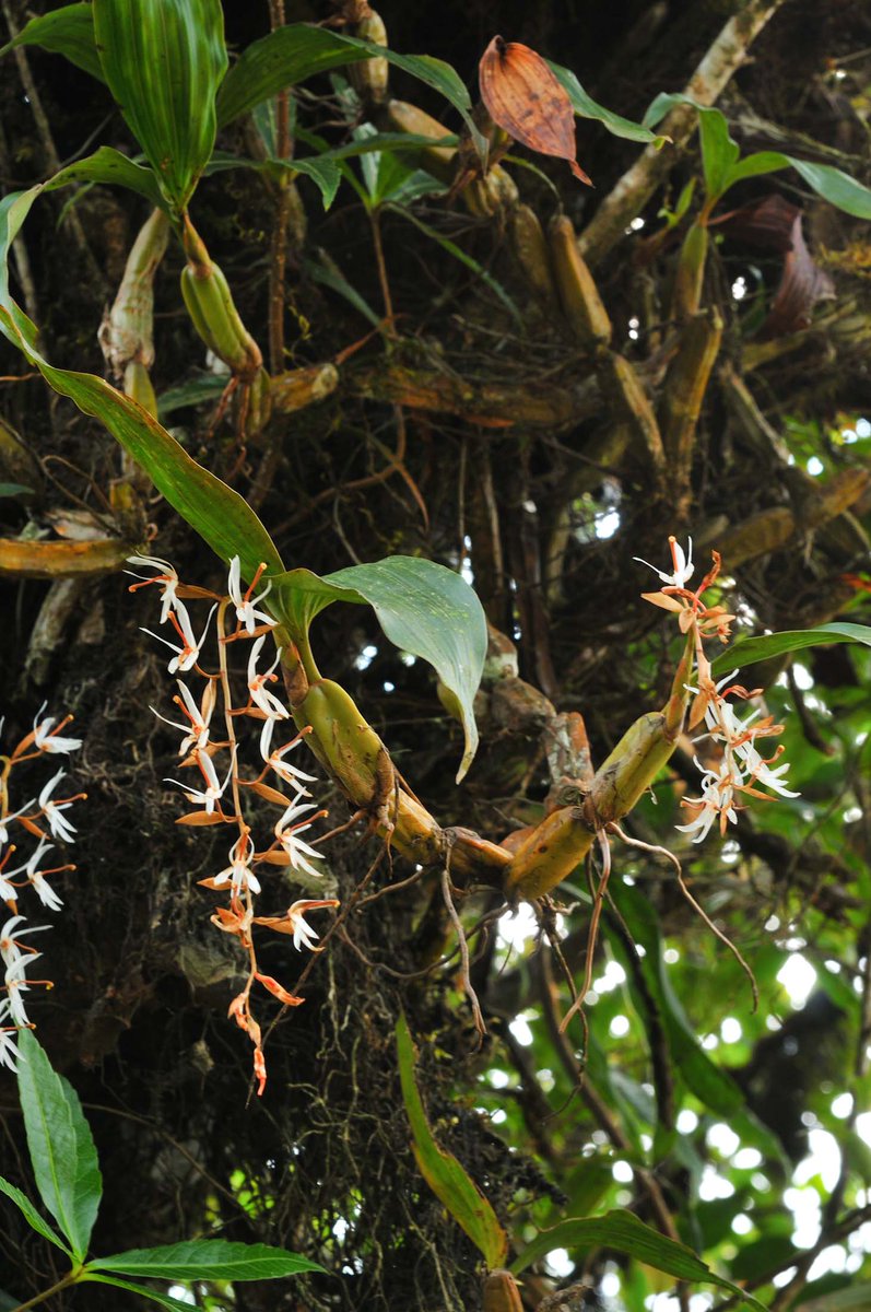 Coelogyne porrecta (Lindl.) Rchb.f.
@InsideNatGeo 
#PuspaMrga
#NareshSwamiInTheField
#OrchidsOfEasternHimalayaByNareshSwami
#NatGeoExplorer
For more on the Orchids of the eastern Himalaya, please download the mobile application
play.google.com/store/apps/det…