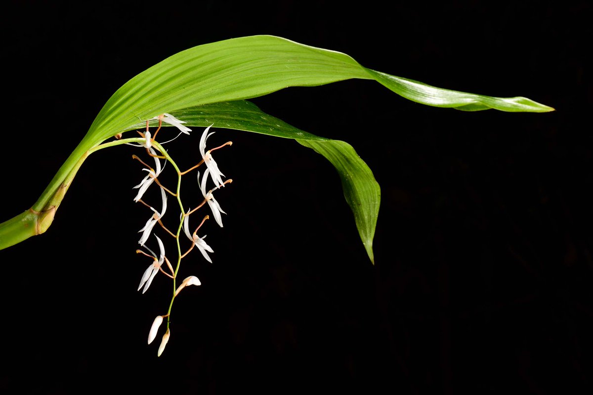 Coelogyne porrecta (Lindl.) Rchb.f.
@InsideNatGeo 
#PuspaMrga
#NareshSwamiInTheField
#OrchidsOfEasternHimalayaByNareshSwami
#NatGeoExplorer
For more on the Orchids of the eastern Himalaya, please download the mobile application
play.google.com/store/apps/det…