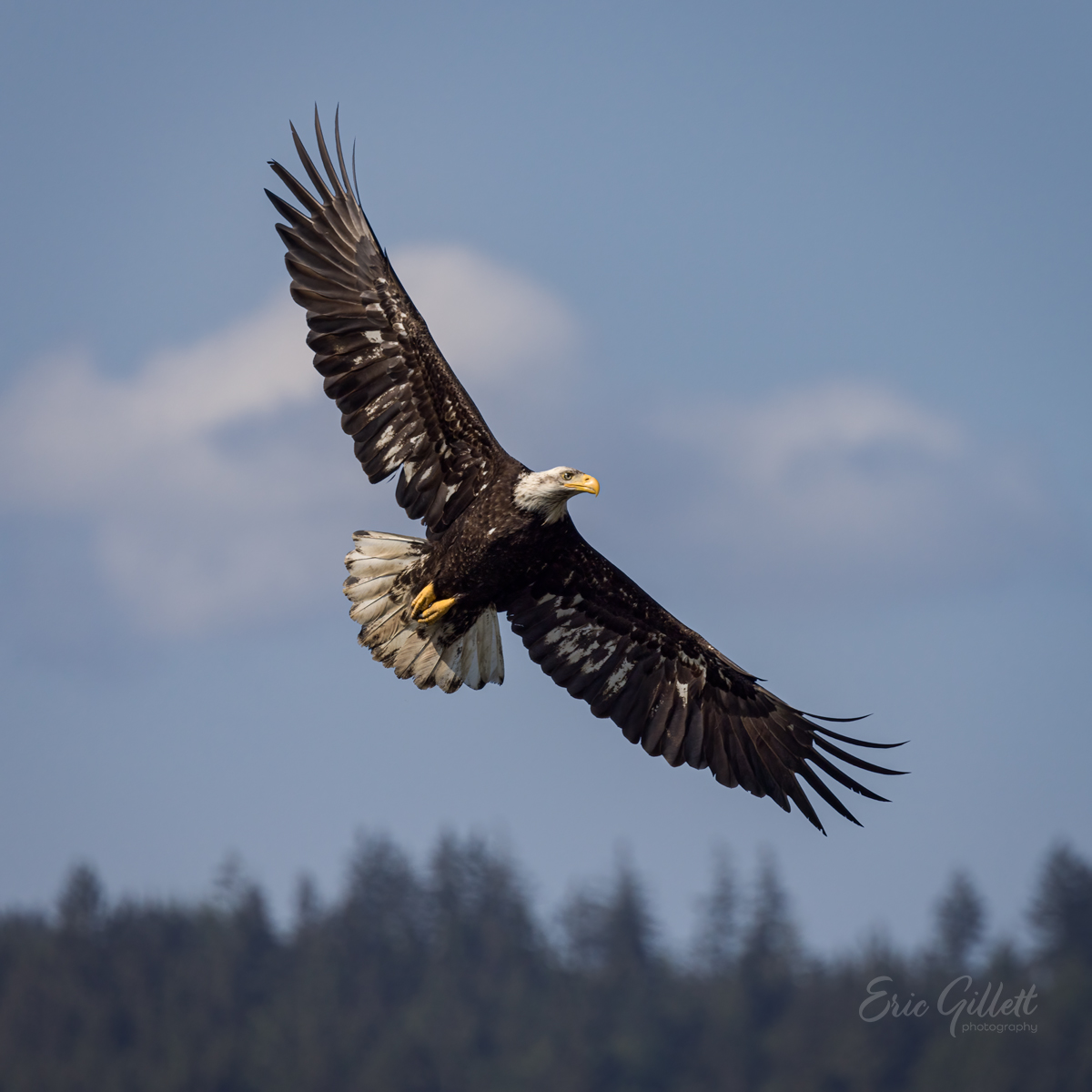Juvenile Bald Eagle 🦅

#birdphotography
#birdwatching