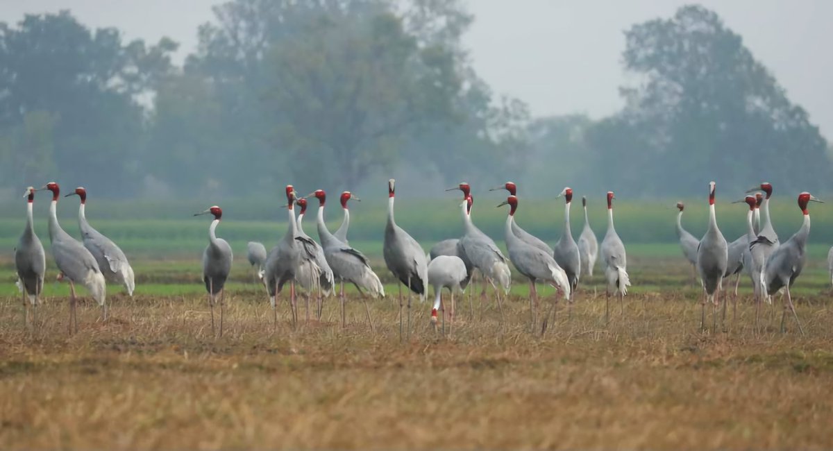 Such large flocks of Sarus crane can be seen in agricultural fields, village ponds, wetlands & low lying areas in districts of central U.P. These magnificent cranes live in peace around human habitation, even nesting in paddy fields. @moefcc @savingcranes @rameshpandeyifs
