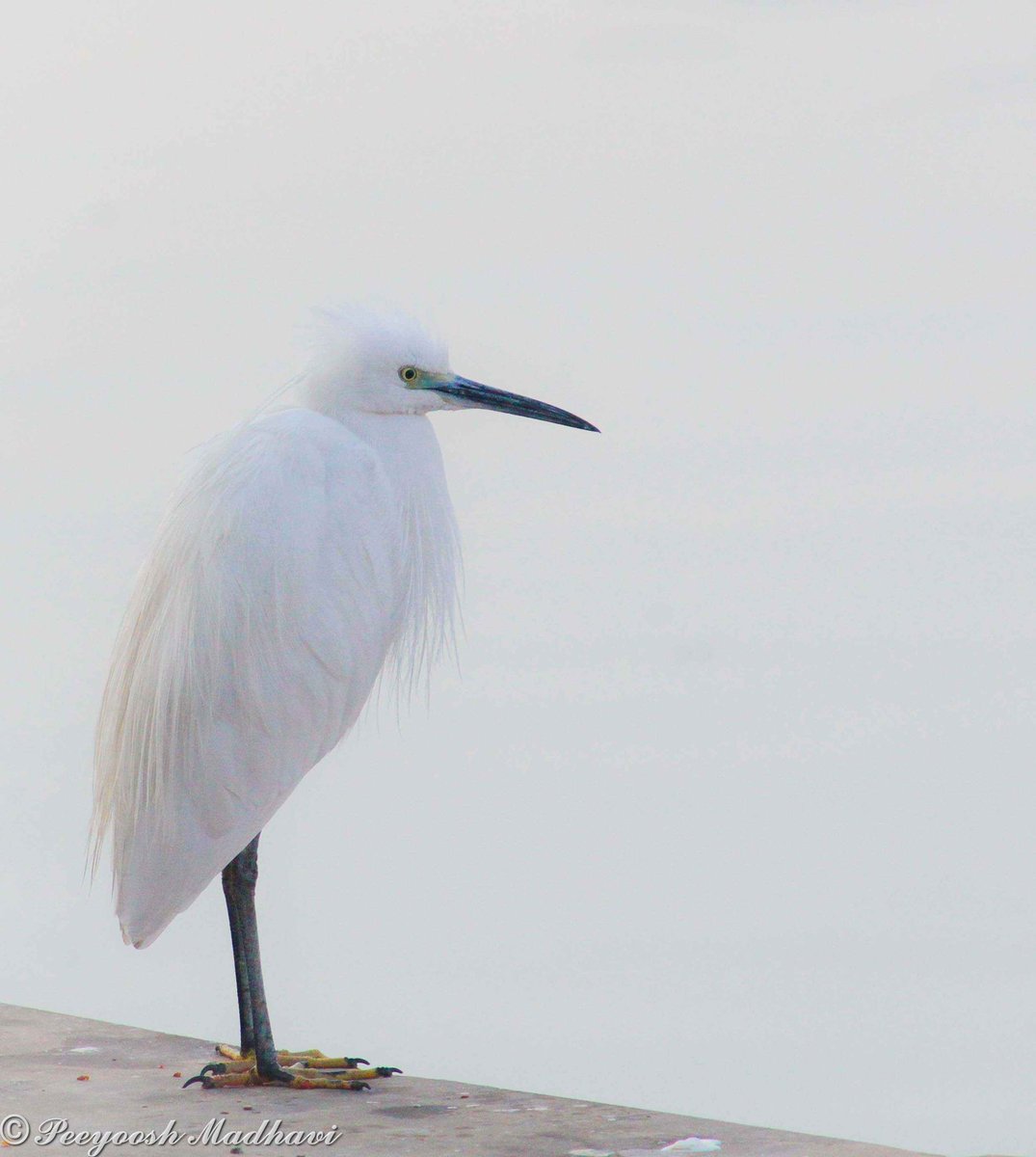 Egret🤍🤍🤍 #photography #photo #photooftheday #NaturePhotography #natgeoBBCWildlifePOTD #natgeoindia #ThePhotoHour #BirdsOfTwitter #birds #TwitterNatureCommunity