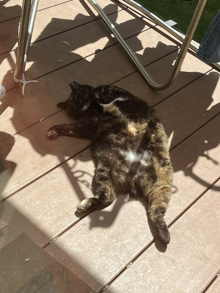 610tyangi's tweet photo. 昼寝コ^_^

#ねこ #ネコ #猫 #キャット #CAT #cat https://t.co/QybyPFdmdM