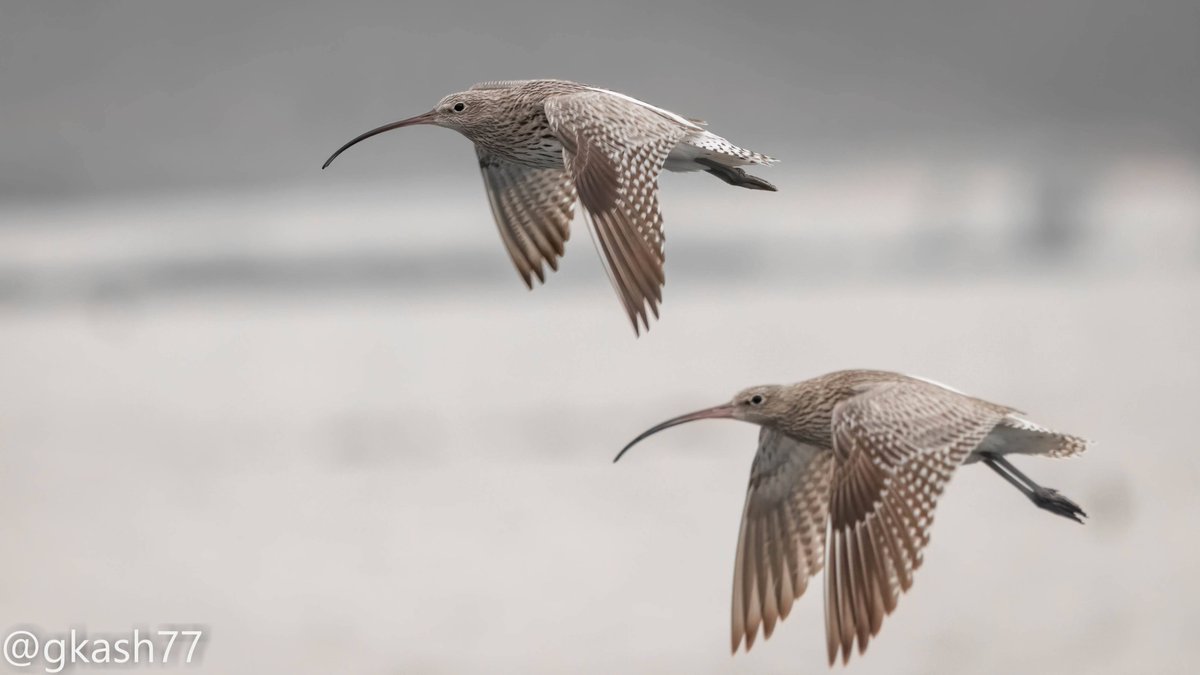 Lets Race

Tango & Cash (for those who remember Stallone & Kurt Russell starring)

Eurasian curlew
#Birdsatgurgaon
#Indiaves @coolfunnytshirt