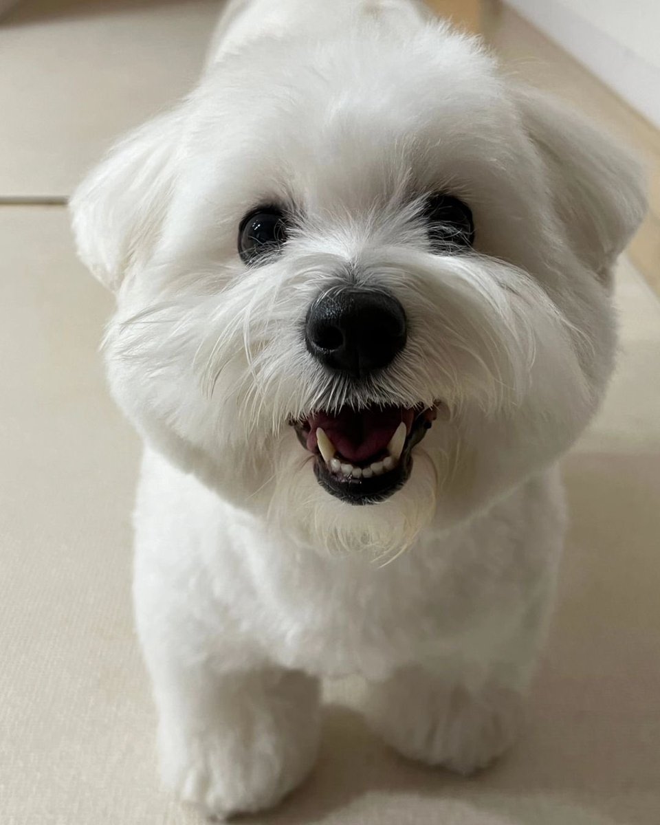 コグマちゃんみて思い出す、犬が舌を出さないで口開けてる時って笑ってる時＝犬が笑ってるという話が好きで、犬自体が長い年月をかねて飼い主が向けてくれる顔を真似て遺伝子が笑顔を覚え始めているという本当かどうか眉唾であるけれど信じていた方がきっと幸せな諸説の一つ