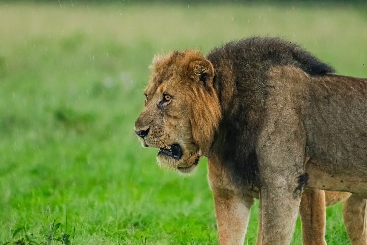 Dramatic King Kari loving the drizzle (Kasenyi Pride) | Queen Elizabeth NP | Uganda . . #kasenyipride #Kari #lionsofuganda #lonelyplanet #lionsofafrica #lion #uganda #lions #malelion #earthofficial #bigcats #bownaankamal #celebrateafrica #queenelizabethnationalpark…