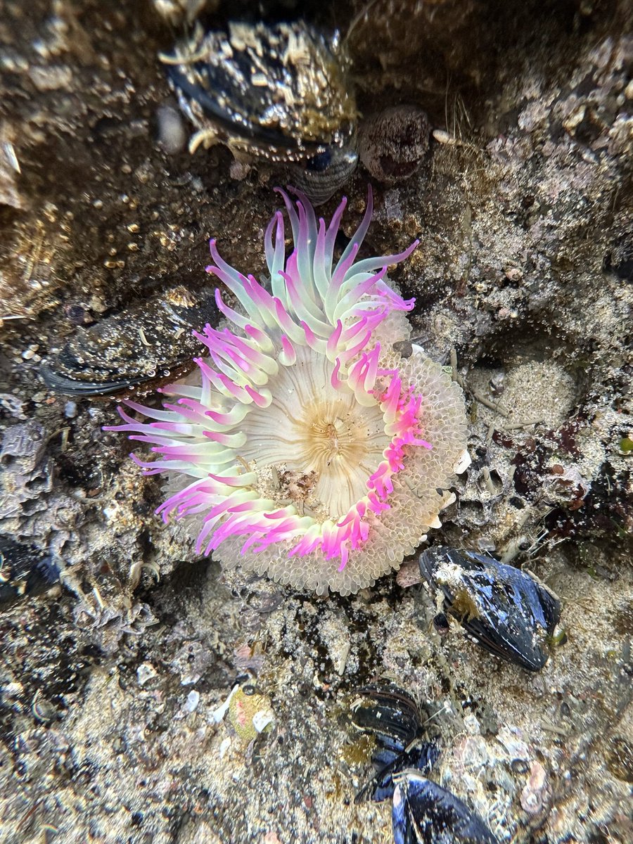 ramonnunez96's tweet image. Oregon doing its thing #YachatsOR #Oregon #Overleaf