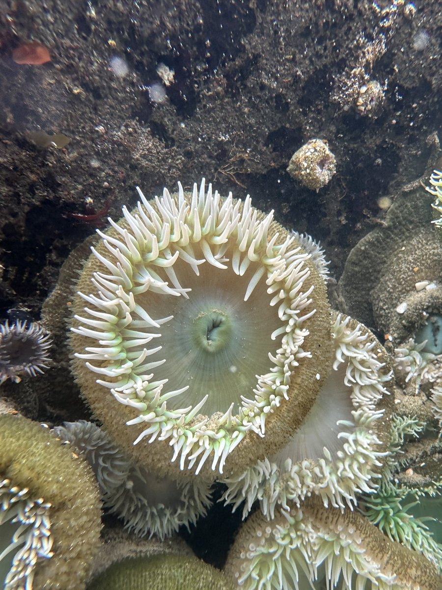 ramonnunez96's tweet image. Oregon doing its thing #YachatsOR #Oregon #Overleaf