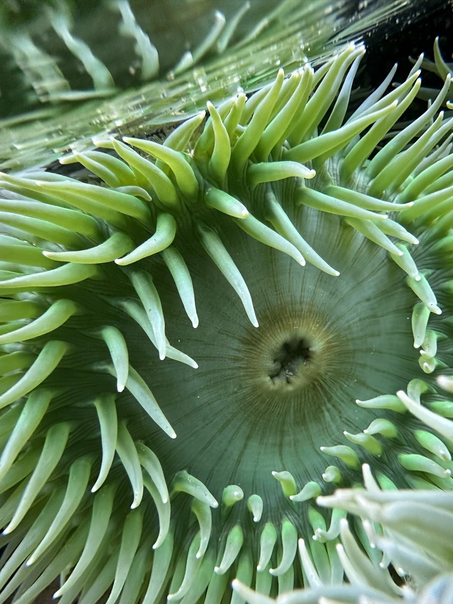 ramonnunez96's tweet image. Oregon doing its thing #YachatsOR #Oregon #Overleaf