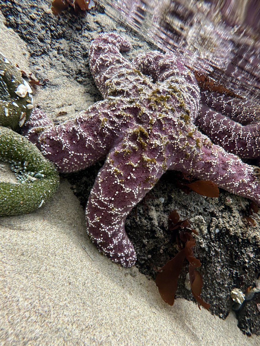 ramonnunez96's tweet image. Oregon doing its thing #YachatsOR #Oregon #Overleaf