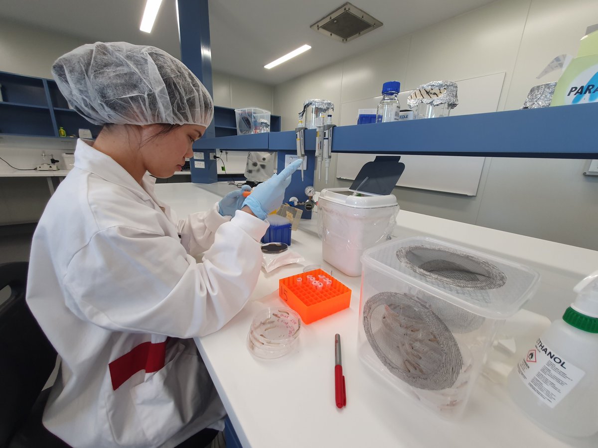 A/Prof Amy Cain (@flamycain) on Twitter photo We have an opening in the <a href="/Macquarie_Uni/">Macquarie University</a> Galleria Research Facility as a Research Officer (0.6 FTE).
Come join us to develop an ethical and high-throughput insect model🐛 for drug testing and microbial pathogenicity!
Job link: mq.wd3.myworkdayjobs.com/CareersatMQ/jo… We have an opening in the <a href="/Macquarie_Uni/">Macquarie University</a> Galleria Research Facility as a Research Officer (0.6 FTE).
Come join us to develop an ethical and high-throughput insect model🐛 for drug testing and microbial pathogenicity!
Job link: mq.wd3.myworkdayjobs.com/CareersatMQ/jo…