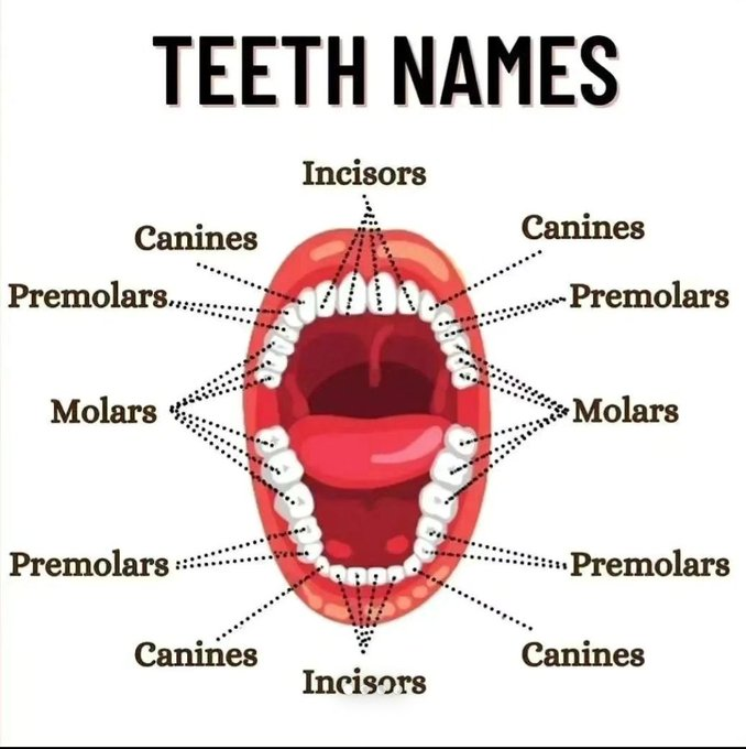 Teeth Names

#learning #english_bisa #Englishisfun