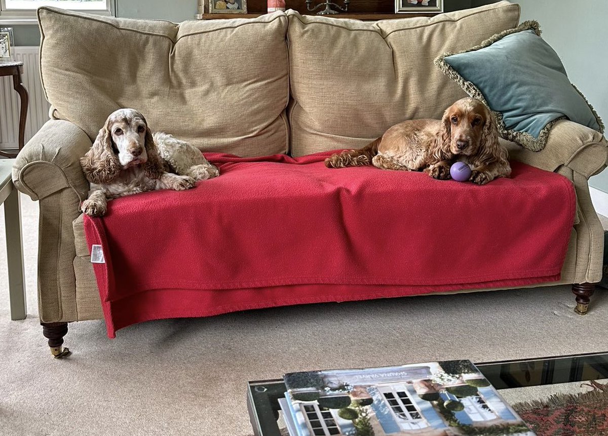 Time line cleanser… the ornamental Cocker Spaniels are now in situ 😂