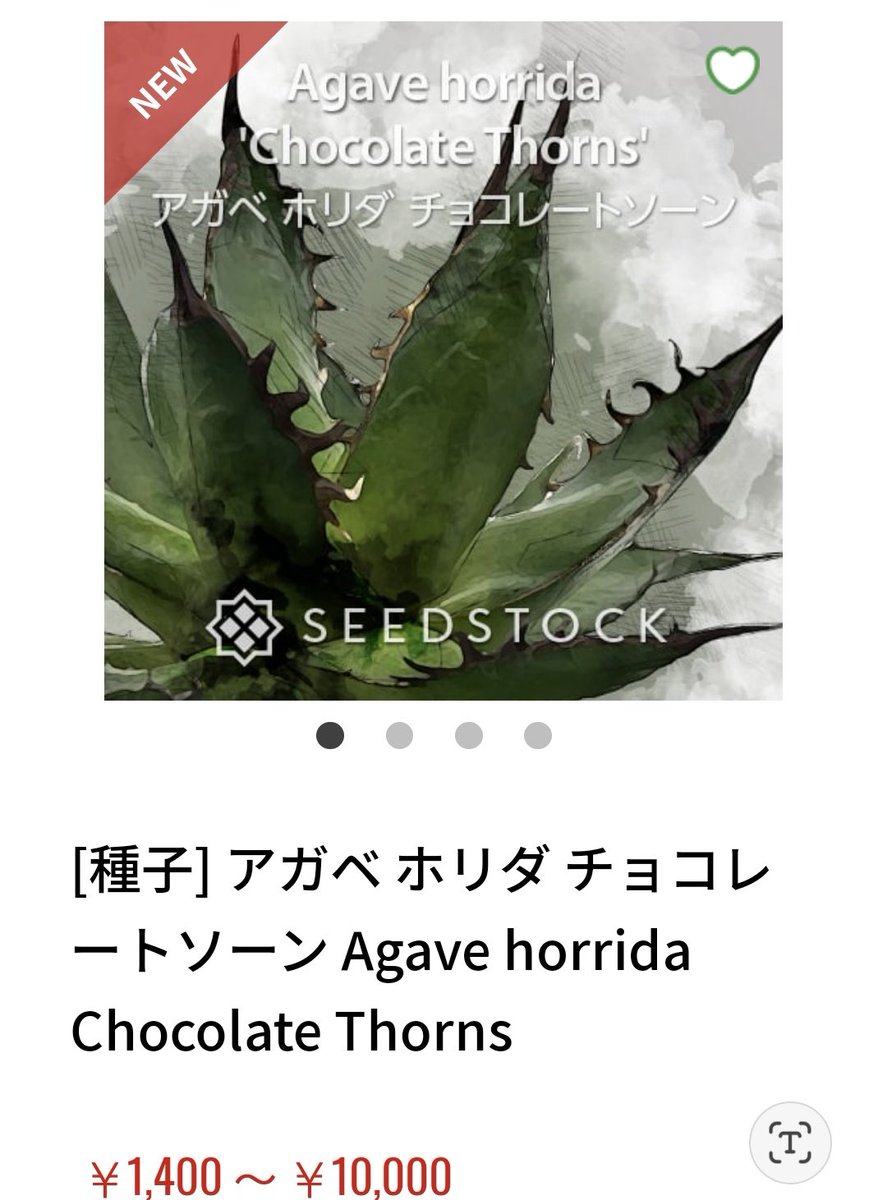 アガベ ホリダ チョコレートソーン 中株 けけけろう (旧小泉) on X