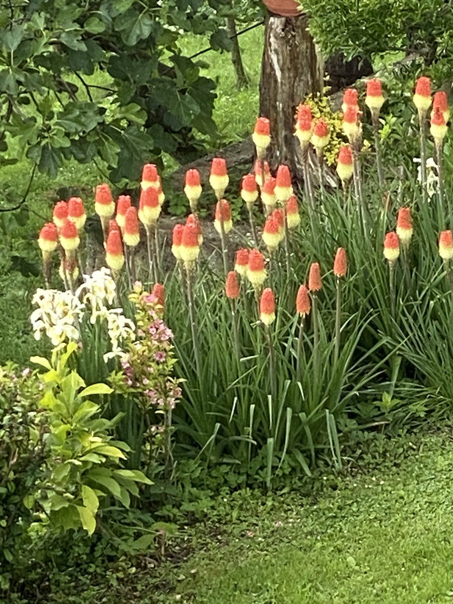 Хей, Твиттер, знаете что это за цветок?