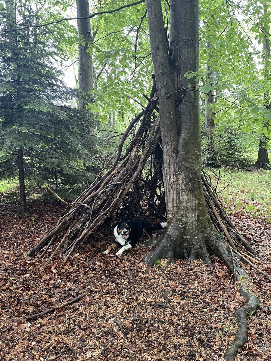 A bit wet on our morning walkies ☔️ but I found somewhere good to shelter….