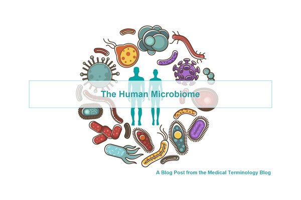 Your gut microbiome . . .
Learn more about your intestinal biome at the medical Terminology Blog. 
medicalterminologyblog.com/the-human-micr… 
#Microbiome #GutMicroBiome