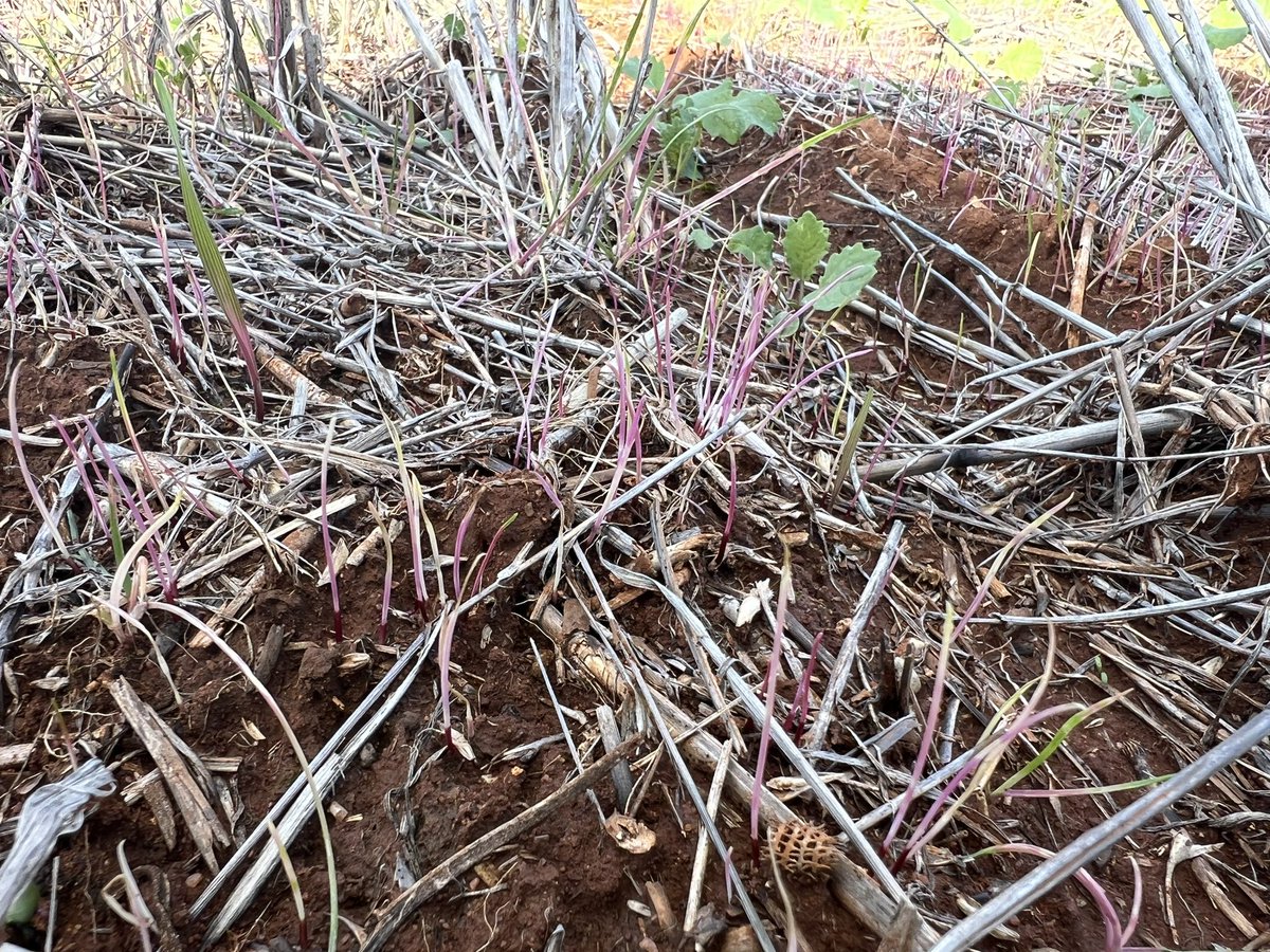 Overwatch has really proven beneficial in some canola programs, taking pressure off in crop herbicides. This high pressure headland would be out of control without it. Always amazes me the pink ryegrass still sucks up clethodim fine and dies.