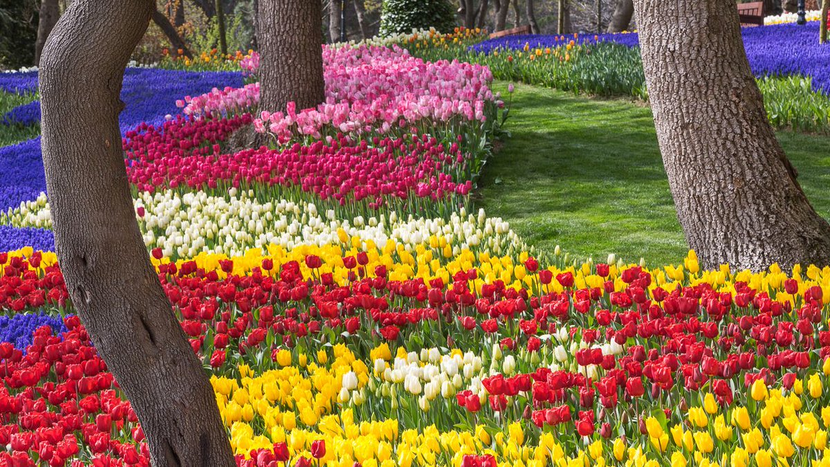 Tulips in Emirgan Park, Istanbul, Türkiye 🇹🇷
🌲🌷❤️🌷💛🌷🩷🌷🤍🌷💙🌷🌲
#TulipTuesday #TuesdayFeeling #tuesdayvibe #TuesdayMorning #NatureBeauty