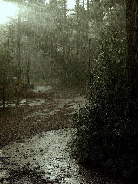 rainy forest.