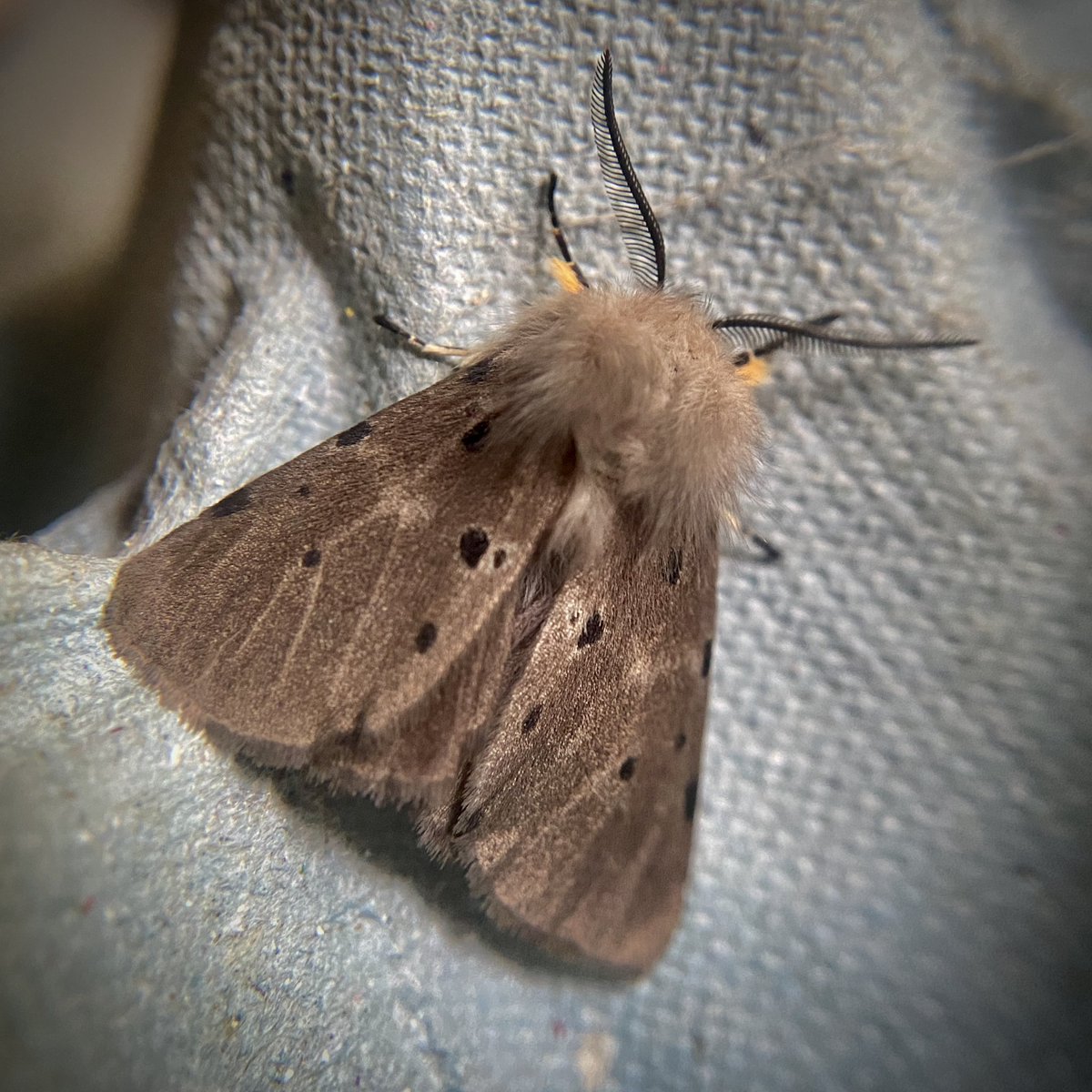 Lots of Muslin Moths in the #mothtrap the other night. Diaphora mendica.