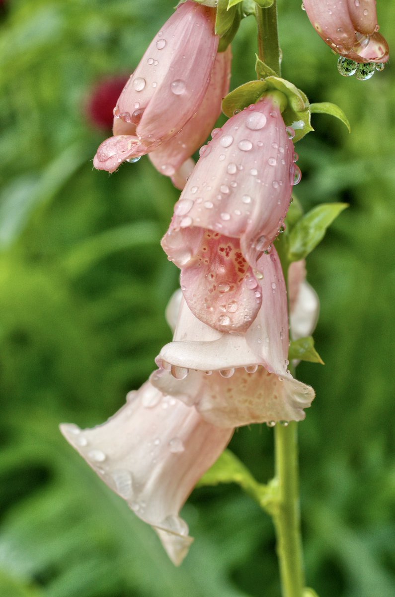 The rain has finally stopped and there are beautiful little reflections in the raindrops