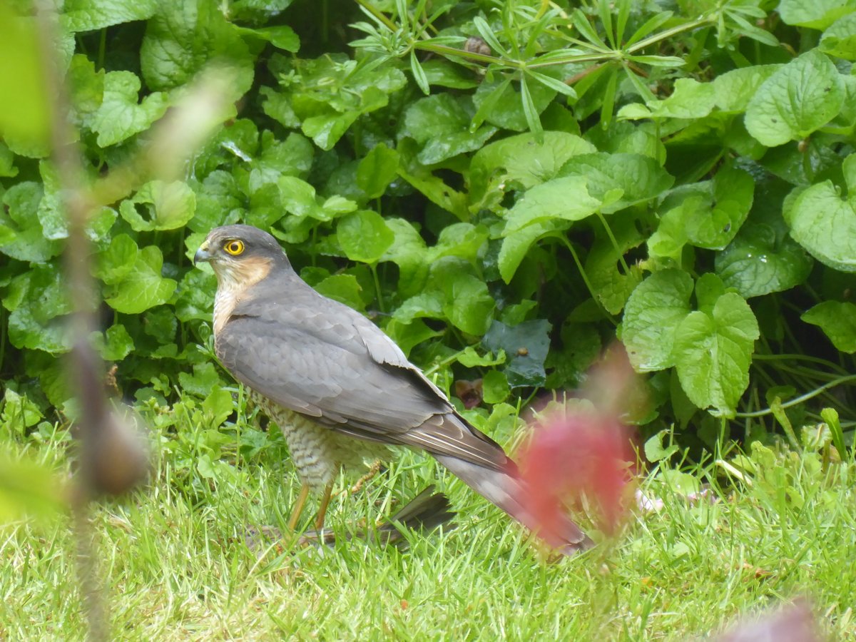 Oh my word ...... breakfast is served. 
#Sparrowhawk #TheCycleOfLife #LoveNature