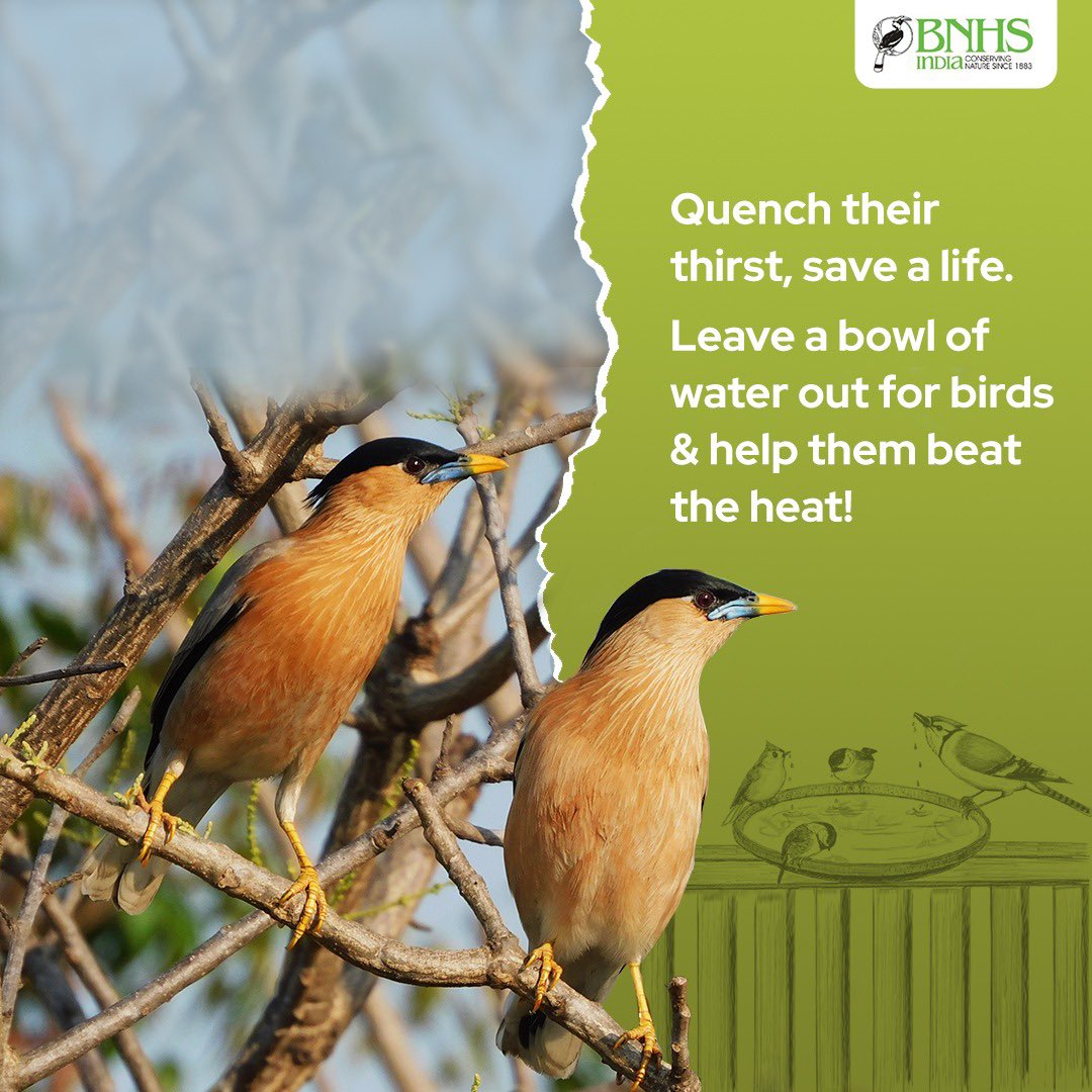 Help our feathered friends beat the heat! ☀️ Please leave out water for birds during these warm days. They'll thank you with their cheerful chirps! 🐦💧 

#BirdsNeedWaterToo #BeatTheHeat