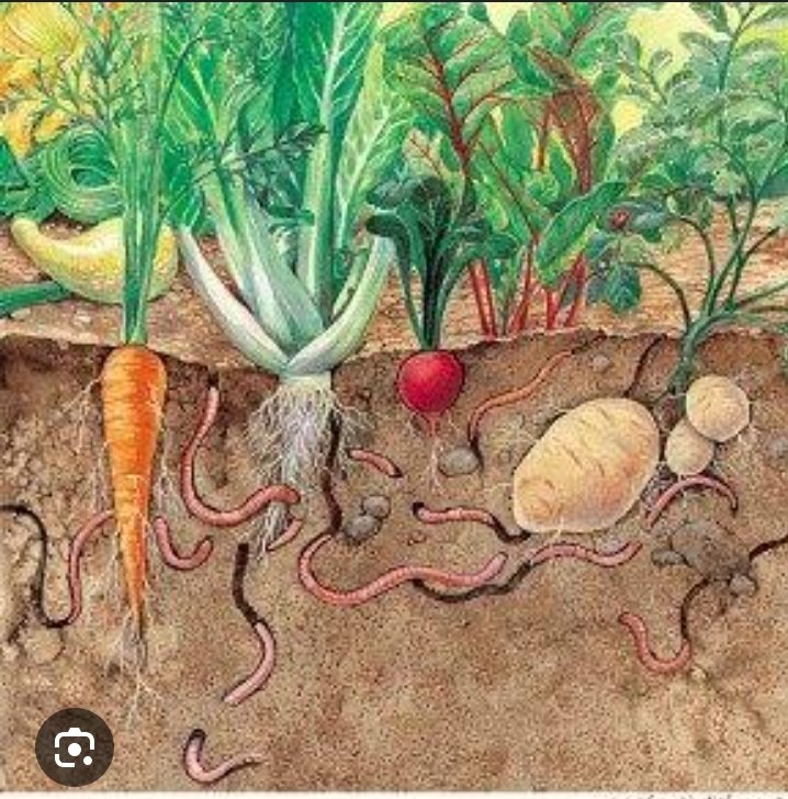 Research has shown that soils without earthworms can be 90 percent less effective at soaking up water. This means more water run-off, which can lead to erosion and flooding. We need them! #ActforNature #WhatHasChanged @CSDevNet1 @NCSFPAS @WWF @CSDevNet_steve