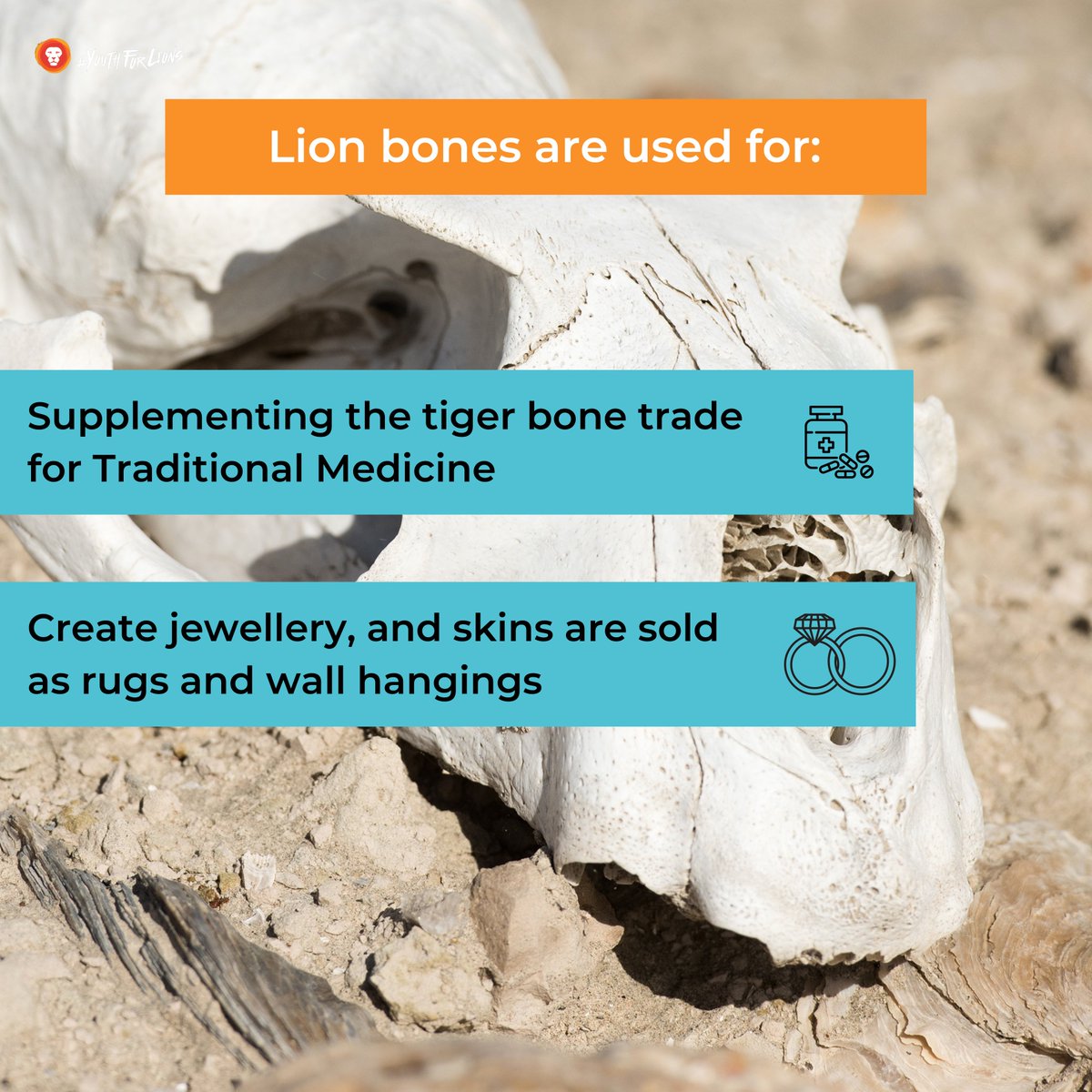 Lion bones are used to: - Supplement the tiger bone trade for Traditional Medicine (There is no credible scientific evidence that tiger or lion bone is effective in healthcare remedies) - Create jewellery, and skins are sold as rugs and wall hangings bloodlions.org/about-the-brut…