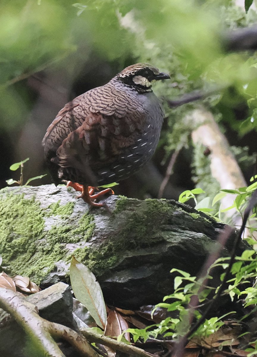 Two of my main Taiwanese Endemic targets, Taiwan Thrush and Taiwan Partridge showed well in the gloom today . 😀😀😀😀👍@garynhoward