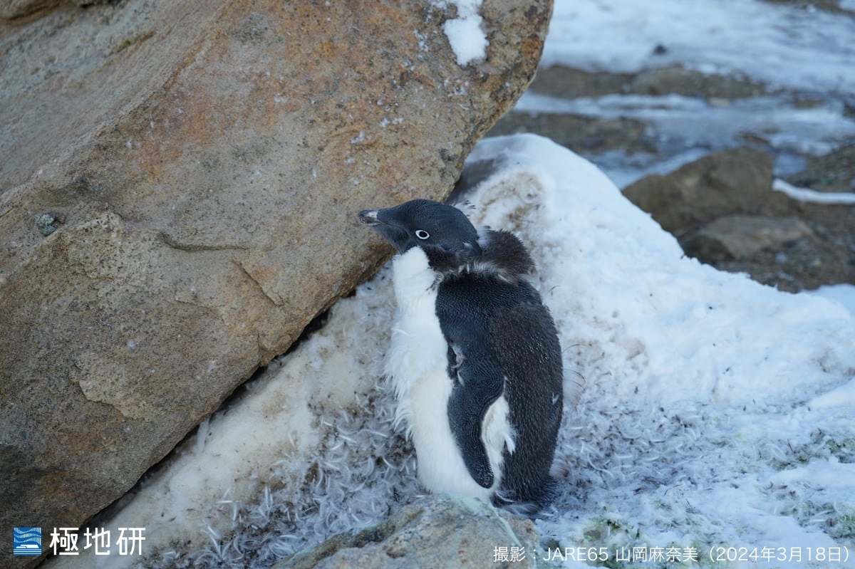 ◤南極地域観測隊 #JARE65
3月上旬にふらりと昭和基地にやってきた1羽のアデリーペンギン。その後、約2週間も飲まず食わずで基地のそばに滞在した理由は…?? 1年に1度の貴重なペンギンの衣替え「換羽期」の様子をお届けします🐧

【観測隊ブログ】「今日は世界ペンギンの日」
nipr-blog.nipr.ac.jp/jare/20240425p…