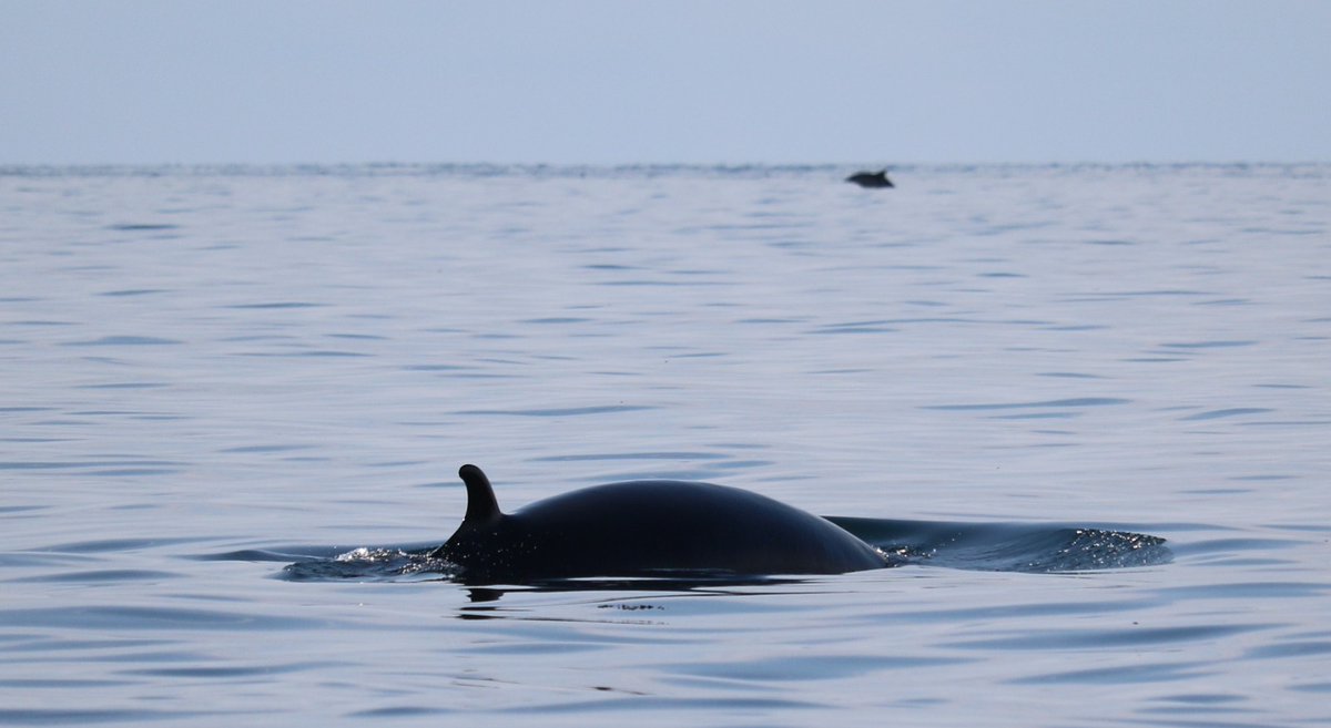 Are you an undergraduate looking for paid research experience this summer??😎 @denrisch and I have an opportunity for you to gain experience helping us to continue to develop a deep learning detector for minke whale vocalisations 🐳🔊 ➡️Find out more tinyurl.com/3vxmsn89