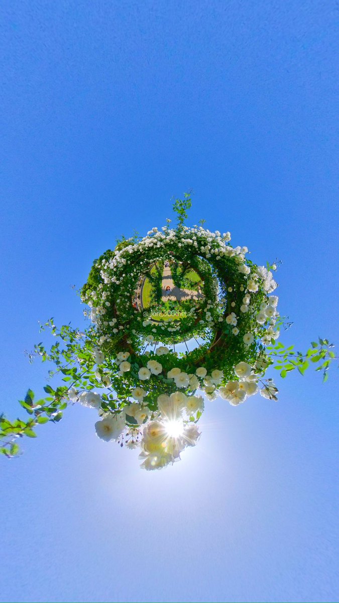 The tiny planet of white roses.✨🌐✨😊

#theta  #ricohtheta  #theta360  #tinyplanet  #360photo #rose #roses #バラ #バラ園　
#thetaのある生活 　 
@panophotos